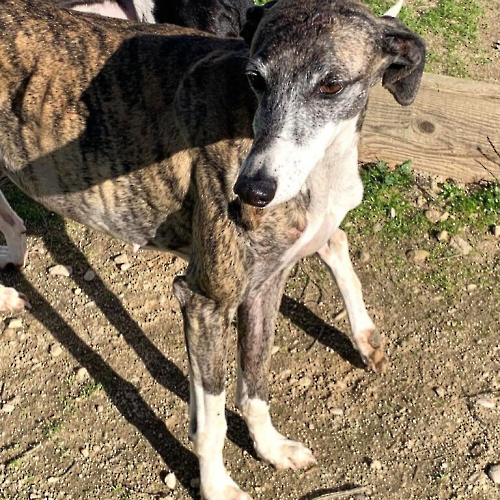 ROSALIE-3-768x924