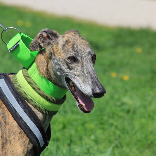 CONSTANTINE (Rufname Frida)