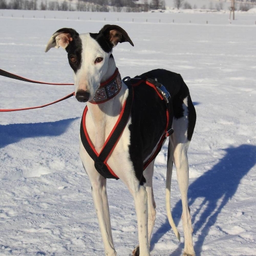 GALAXIA (Rufname Lucy)