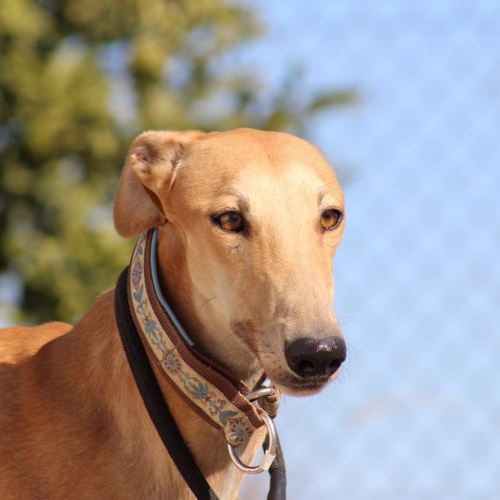 KAI (Rufname Rantanplan)