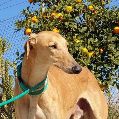 ALVIS -(Rufname MARLON)