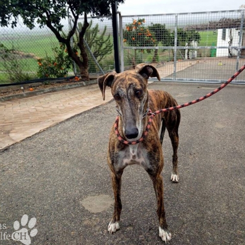 AMAPOLA (Rufname Marla)