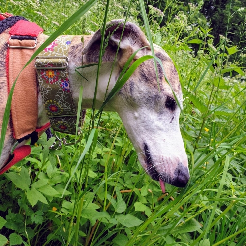 BRISKA (Rufname Kiki)