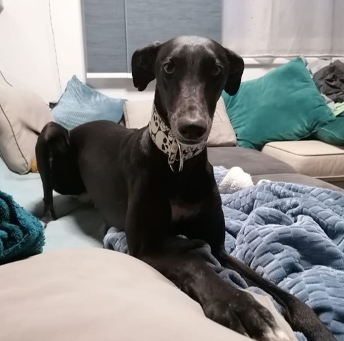 Jimmy (Rufname Luigi)