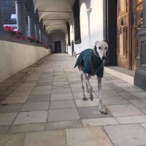 SERGIO (Rufname Gurki)